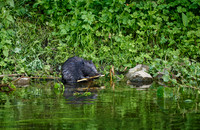 Eurasian beaver (Castor fiber)