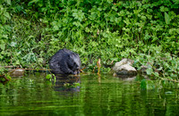 Eurasian beaver (Castor fiber)