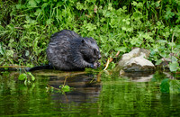 Eurasian beaver (Castor fiber)
