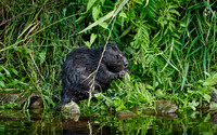 Eurasian beaver (Castor fiber)
