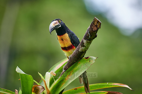 collared aracari (Pteroglossus torquatus)