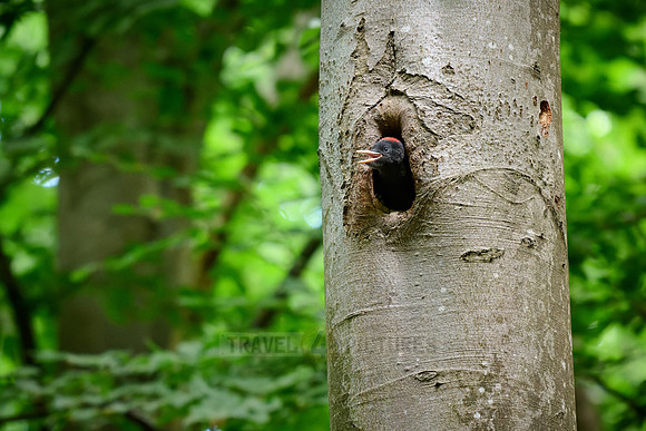 young black woodpecker (Dryocopus martius)