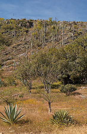 landscape with cacti