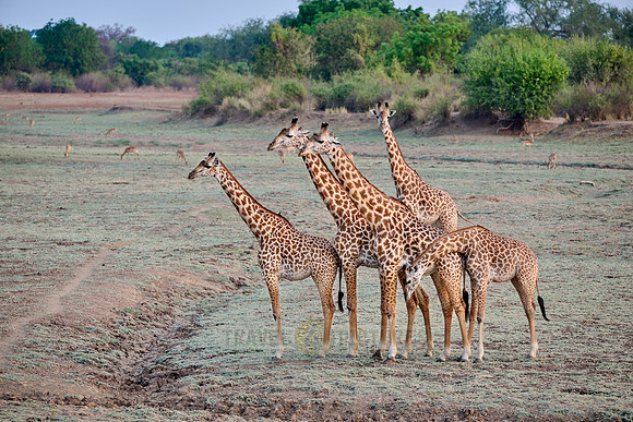 Thornicroft's giraffe (Giraffa camelopardalis thornicrofti)