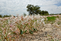 vleilelie, Nerine laticoma