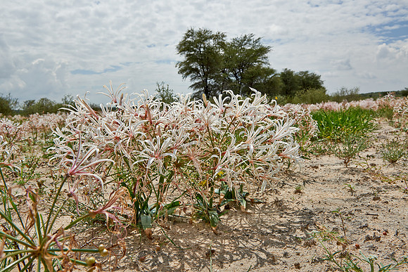 vleilelie, Nerine laticoma