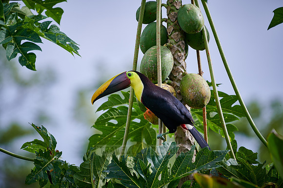 chestnut-mandibled toucan or Swainson's toucan steeling Papaya