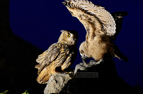 Eurasian eagle-owl (Bubo bubo) feeding youngster
