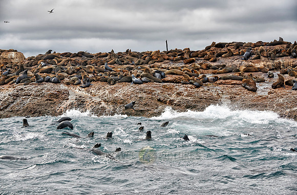 Colony of brown fur seal