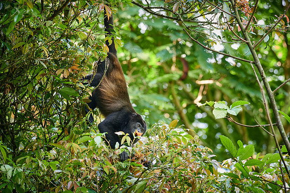 mantled howler (Alouatta palliata)