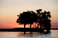 sunset with trees at Chobe River