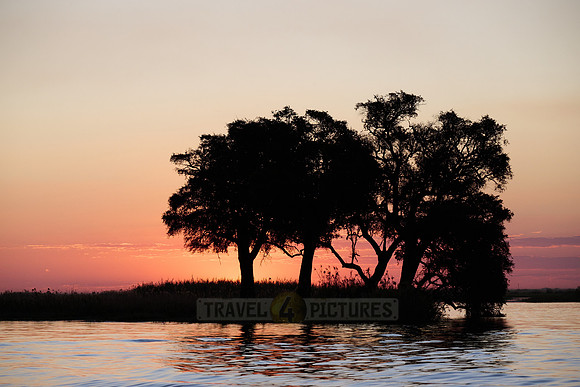 sunset with trees at Chobe River