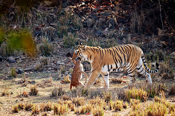Tiger with prey in mouth