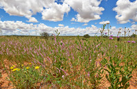 flowers in landscape of Kalahari