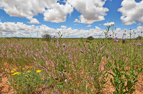 flowers in landscape of Kalahari