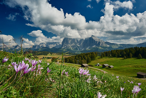 flowers on Alpe di Siusi with view on Plattkofel, Langkofel and Sella group
