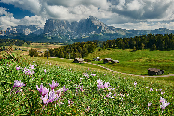 flowers on Alpe di Siusi with view on Plattkofel, Langkofel and Sella group