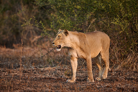 walking lioness (Panthera leo)