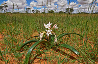 lily flower in landscape