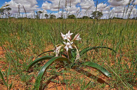 lily flower in landscape