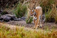 Bengal tiger (Panthera tigris tigris)