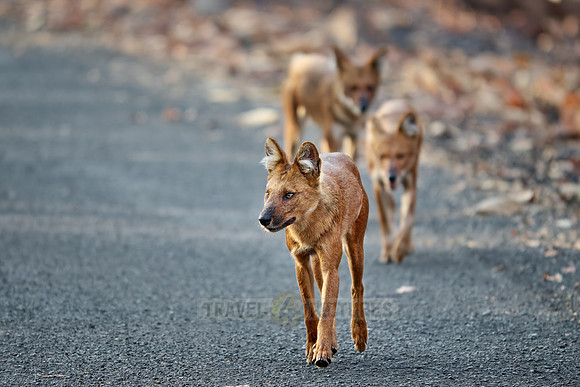 pack of dhole (Cuon alpinus) or indian wild dog