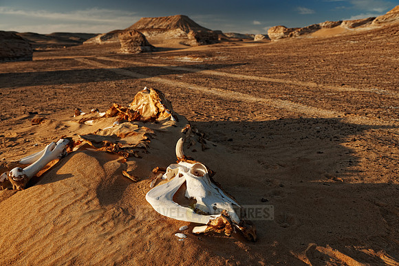 bones in desert landscape