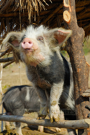funny domestic pig in a village near Lake Inle