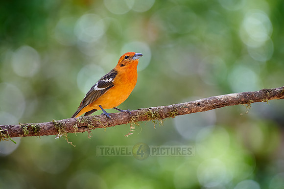 male Flame-colored Tanager (Piranga bidentata)