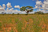 landscape with acacia tree in Kalahari