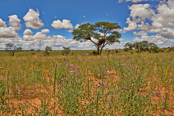 landscape with acacia tree in Kalahari