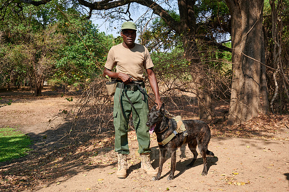 Demonstration of Conservation South Luangwa with anti-poaching dogs