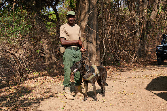 Demonstration of Conservation South Luangwa with anti-poaching dogs
