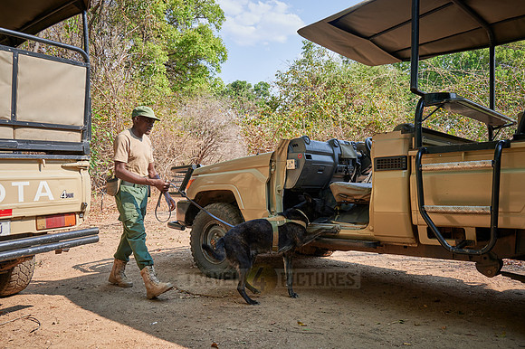 Demonstration of Conservation South Luangwa with anti-poaching dogs