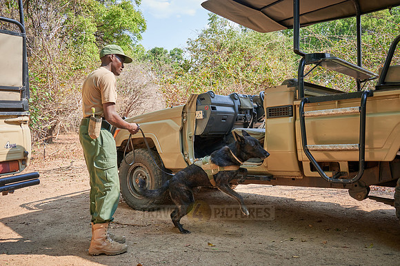 Demonstration of Conservation South Luangwa with anti-poaching dogs
