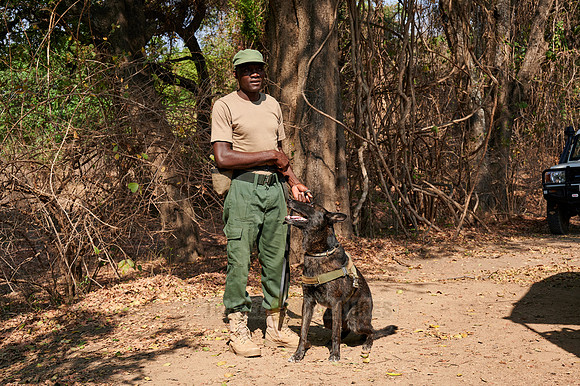 Demonstration of Conservation South Luangwa with anti-poaching dogs