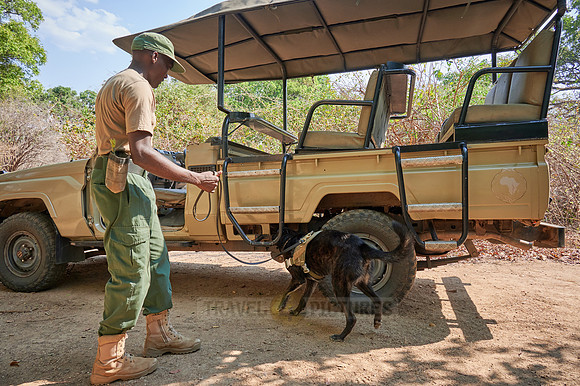 Demonstration of Conservation South Luangwa with anti-poaching dogs