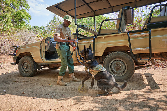 Demonstration of Conservation South Luangwa with anti-poaching dogs