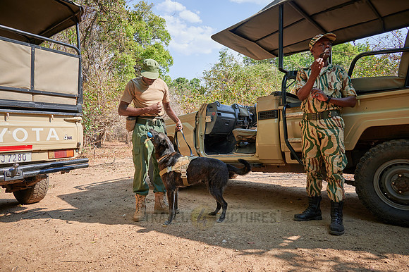 Demonstration of Conservation South Luangwa with anti-poaching dogs