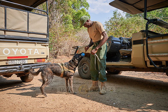 Demonstration of Conservation South Luangwa with anti-poaching dogs