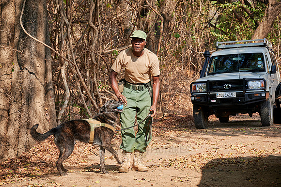 Demonstration of Conservation South Luangwa with anti-poaching dogs