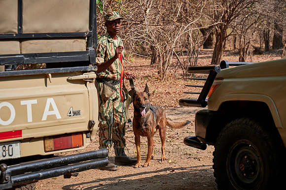 Demonstration of Conservation South Luangwa with anti-poaching dogs
