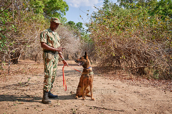 Demonstration of Conservation South Luangwa with anti-poaching dogs
