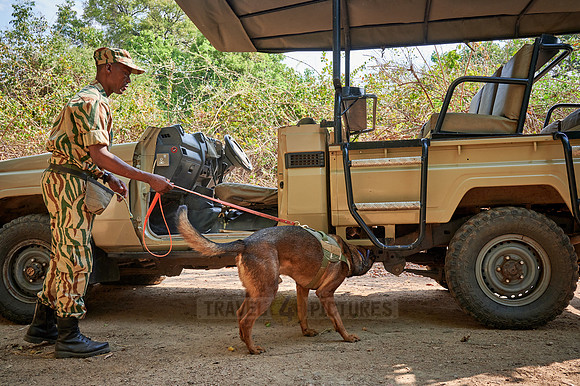 Demonstration of Conservation South Luangwa with anti-poaching dogs