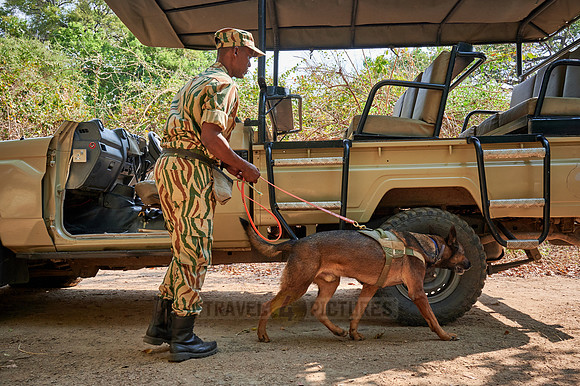 Demonstration of Conservation South Luangwa with anti-poaching dogs
