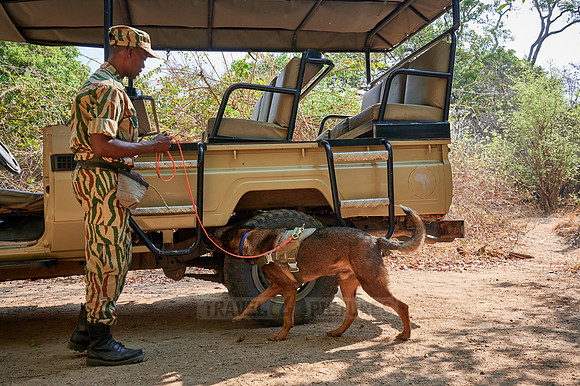Demonstration of Conservation South Luangwa with anti-poaching dogs