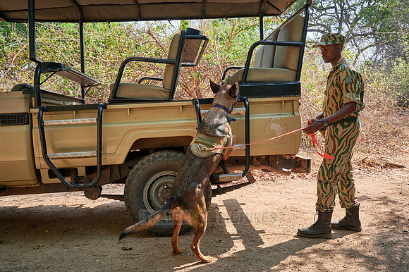 Demonstration of Conservation South Luangwa with anti-poaching dogs