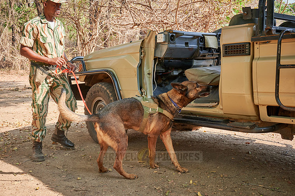 Demonstration of Conservation South Luangwa with anti-poaching dogs