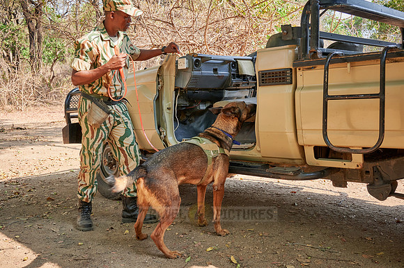 Demonstration of Conservation South Luangwa with anti-poaching dogs