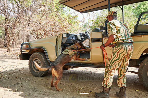 Demonstration of Conservation South Luangwa with anti-poaching dogs